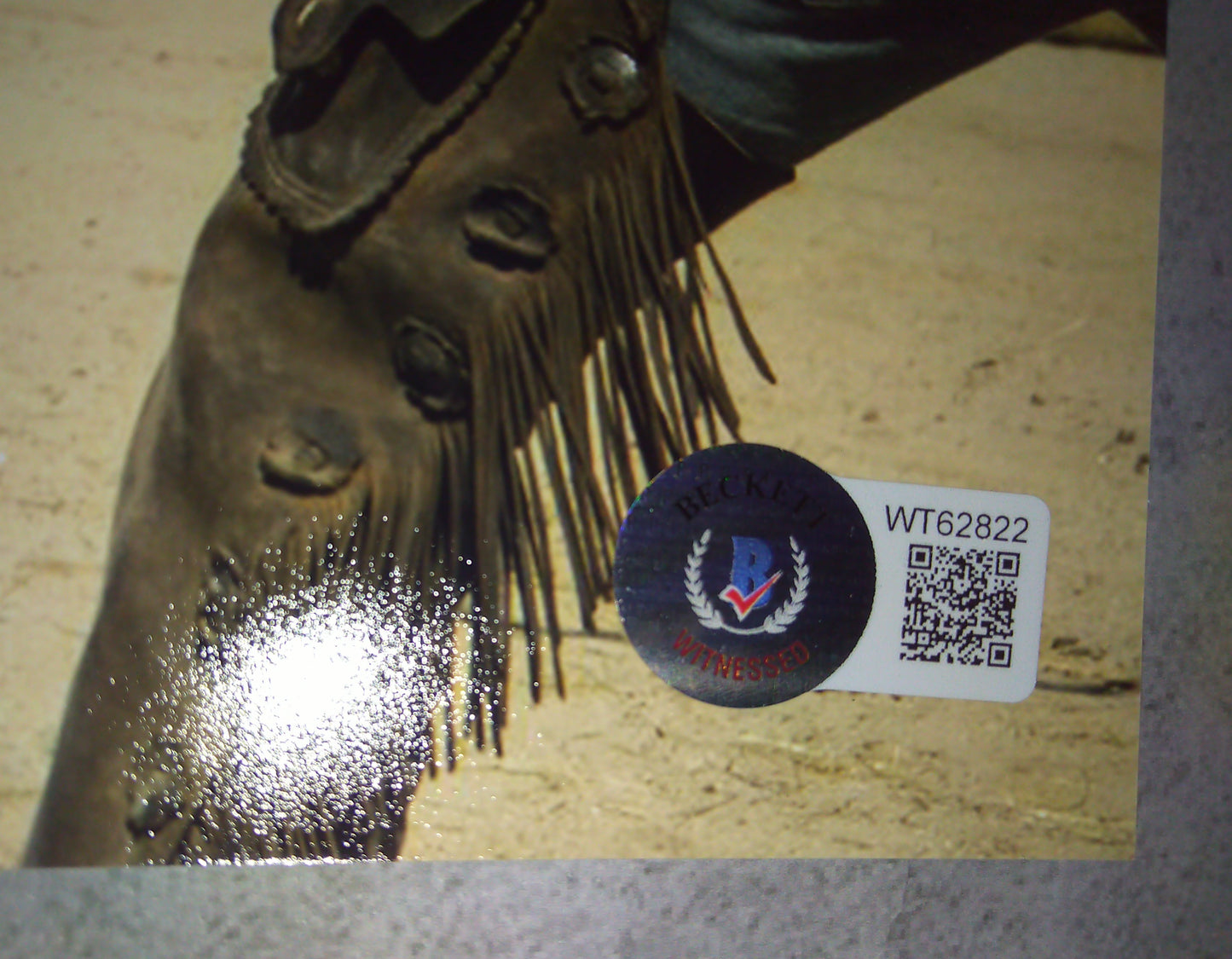 Cole Hauser Hand Signed Autograph 8x10 Photo BAS COA Yellowstone