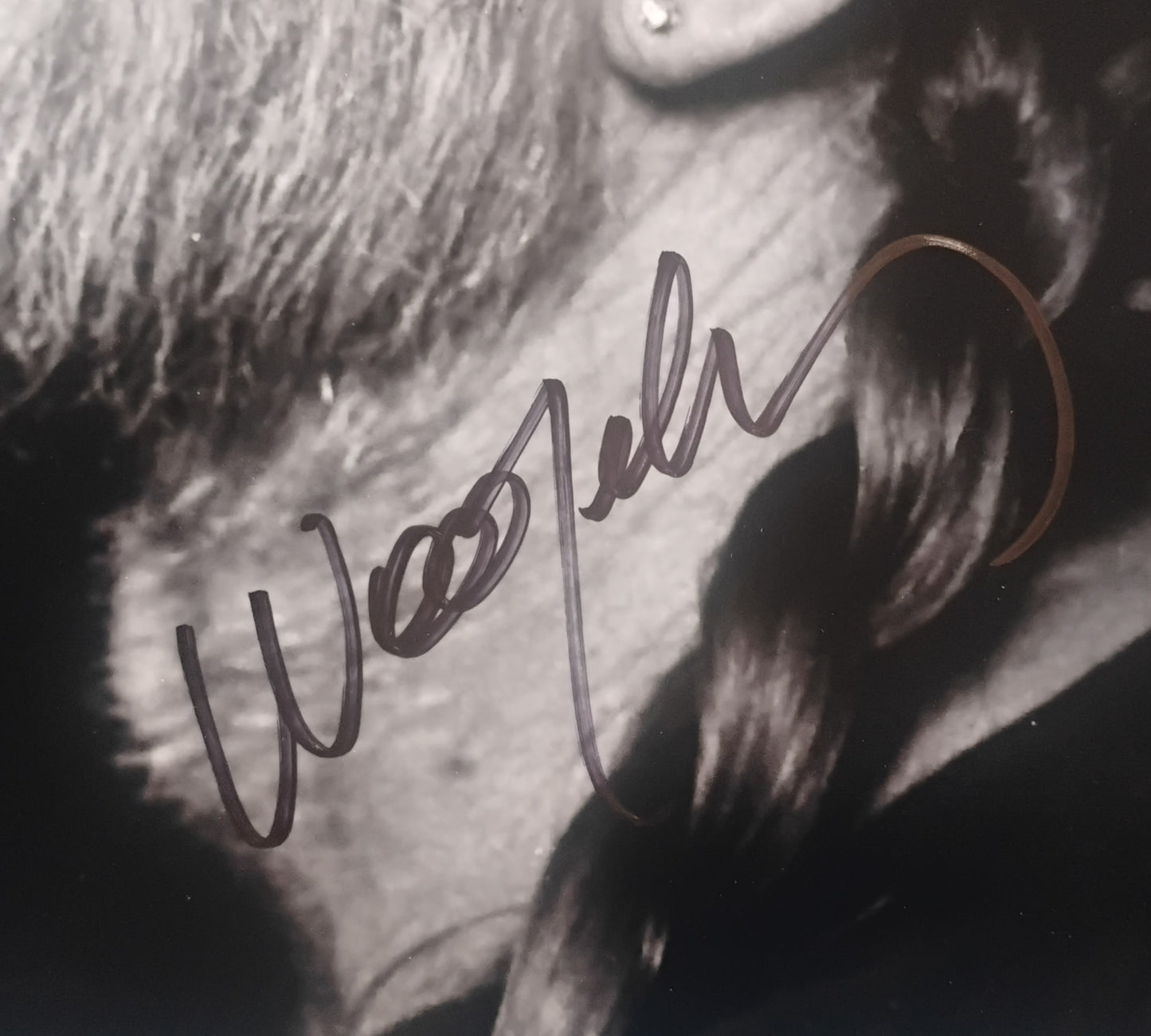 Willie Nelson Hand Signed Autograph 11x14 Photo COA