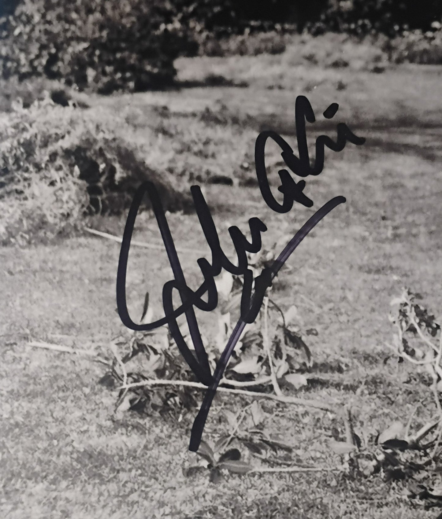 John Astin Hand Signed Autograph 8x10 Photo COA The Addams Family